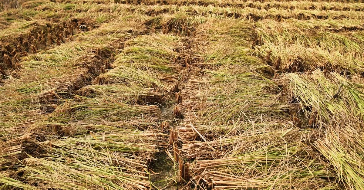 TBI FEATURED IMAGE - 2025-12-26T074718.355