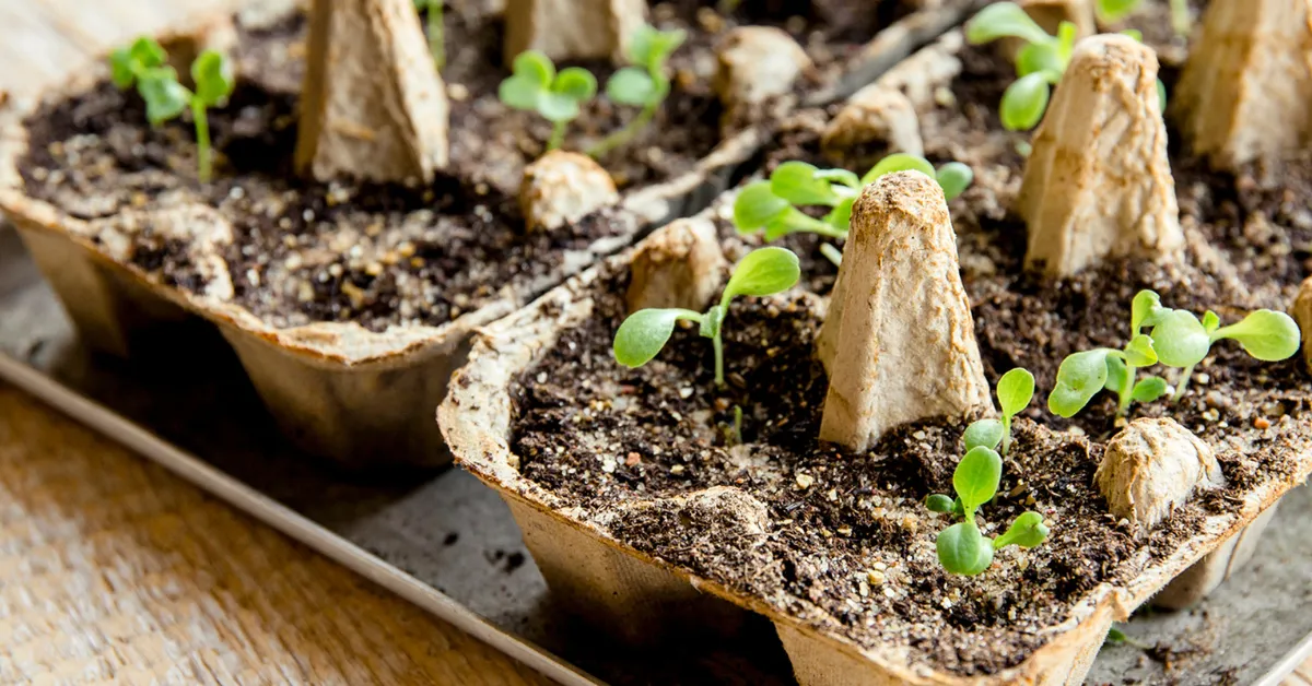 DIY seed starters for kids