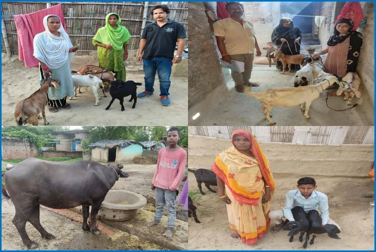Thanks to our readers’ contributions, five families, many led by single mothers, received goats and buffaloes to begin dairy livelihoods.