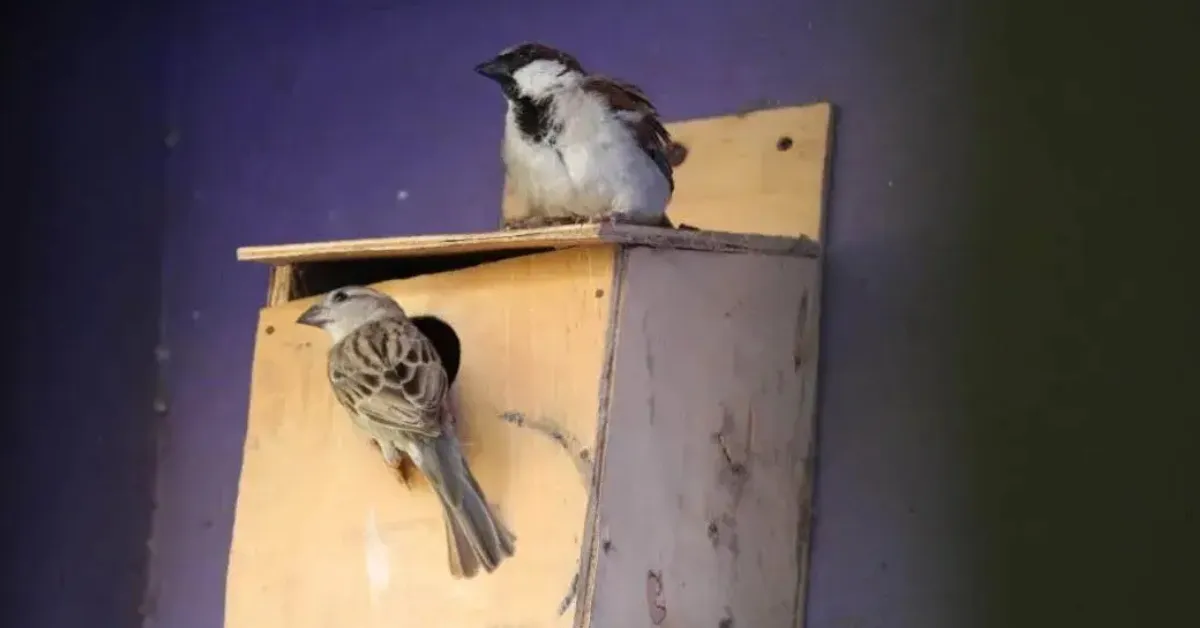 Koodugal Nest impact year