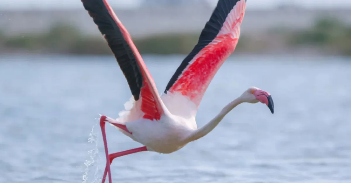 winter birds for kids