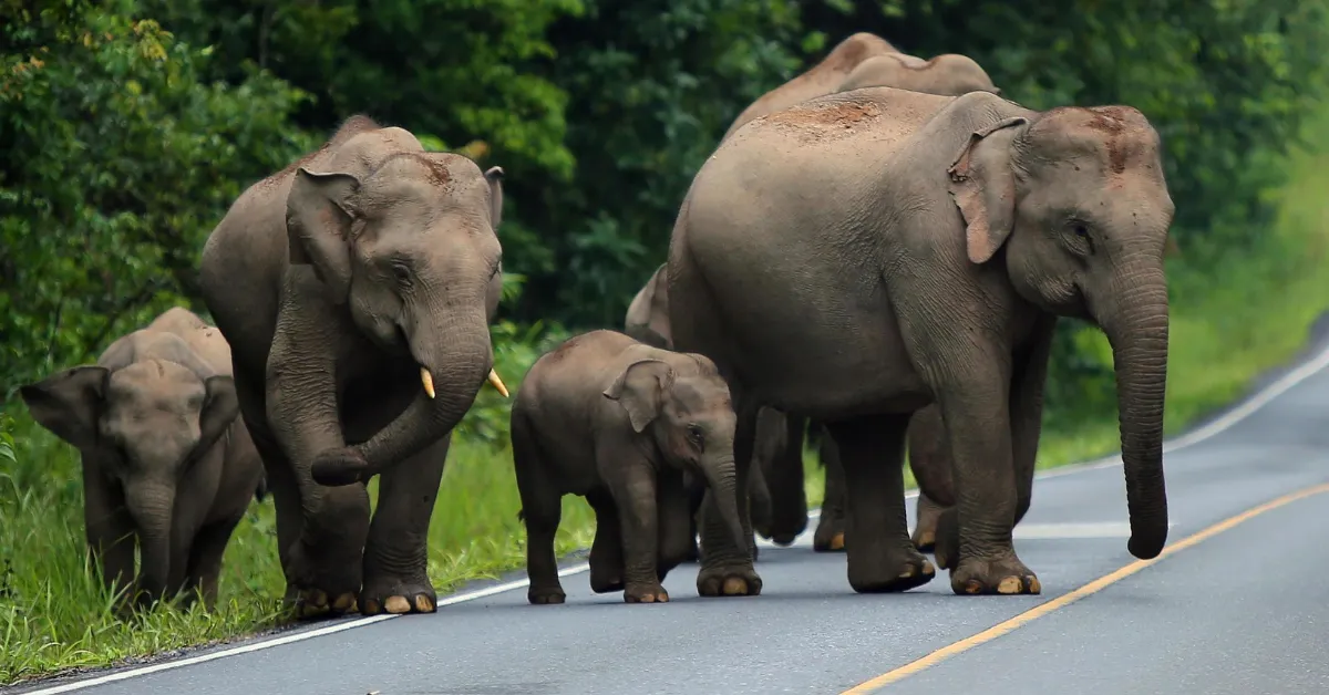 Karnataka wildlife monitoring centre