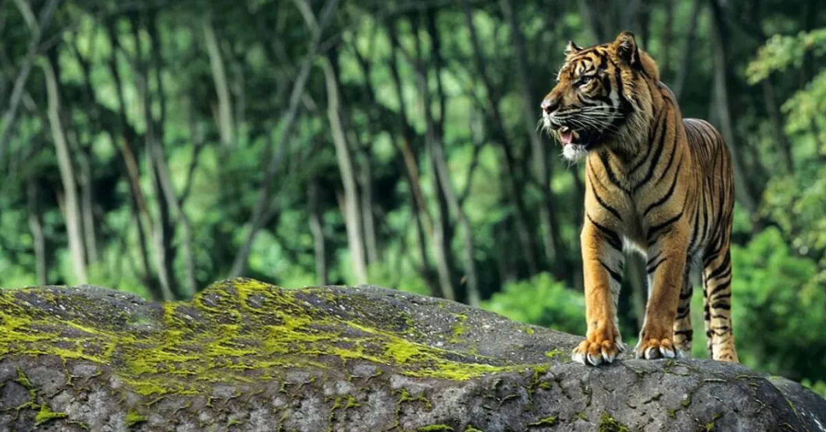 Karnataka wildlife monitoring centre
