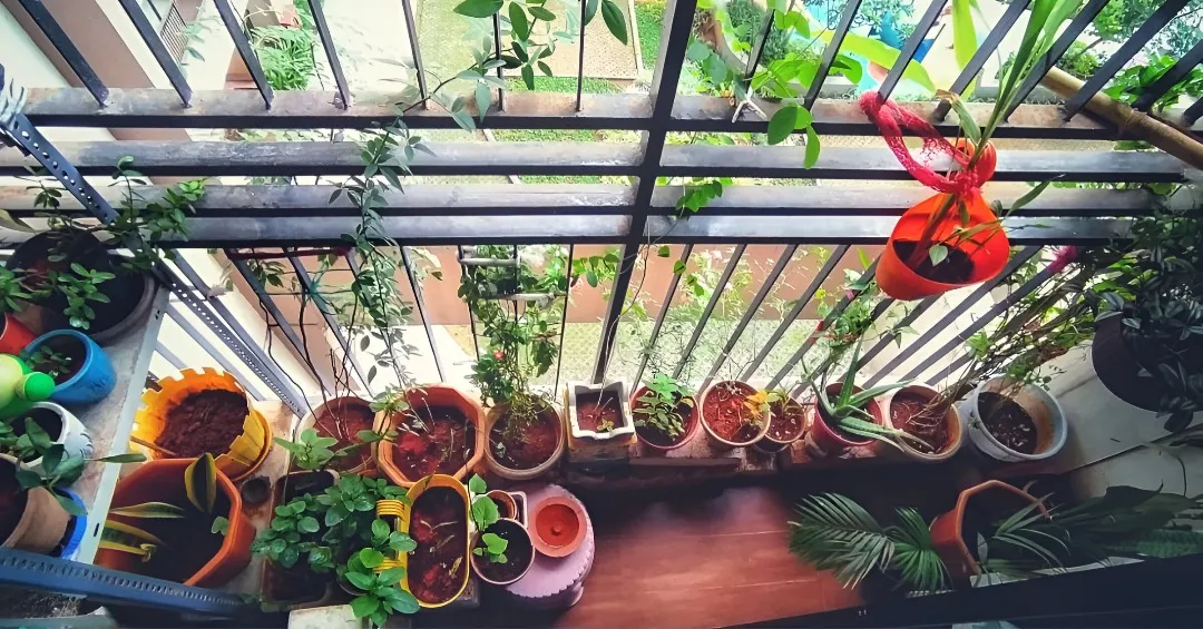 easy to grow plants (1)