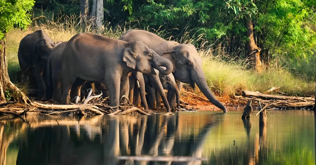 elephant safari tours