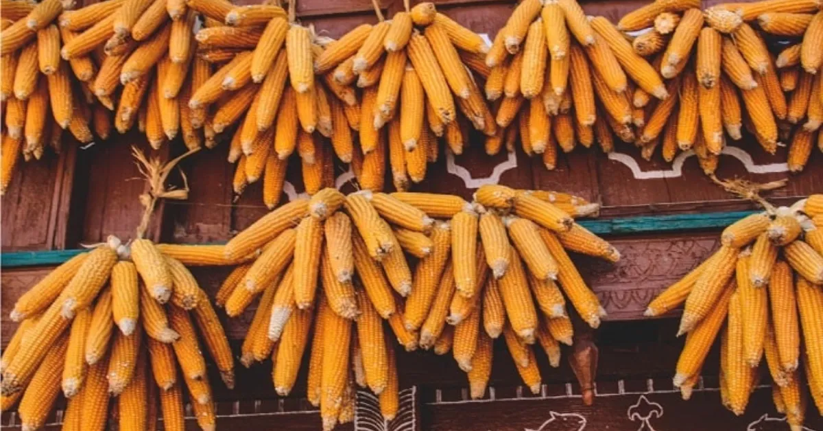 Sainji&rsquo;s culture grows from community: knowledge passed down, harvests shared, and traditions shaped by the land itself. Photograph: (Trail Hickers)