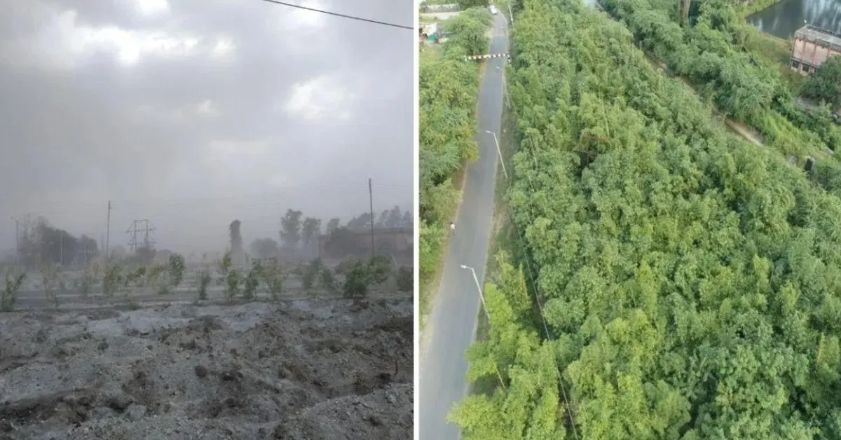 before and after ash forest
