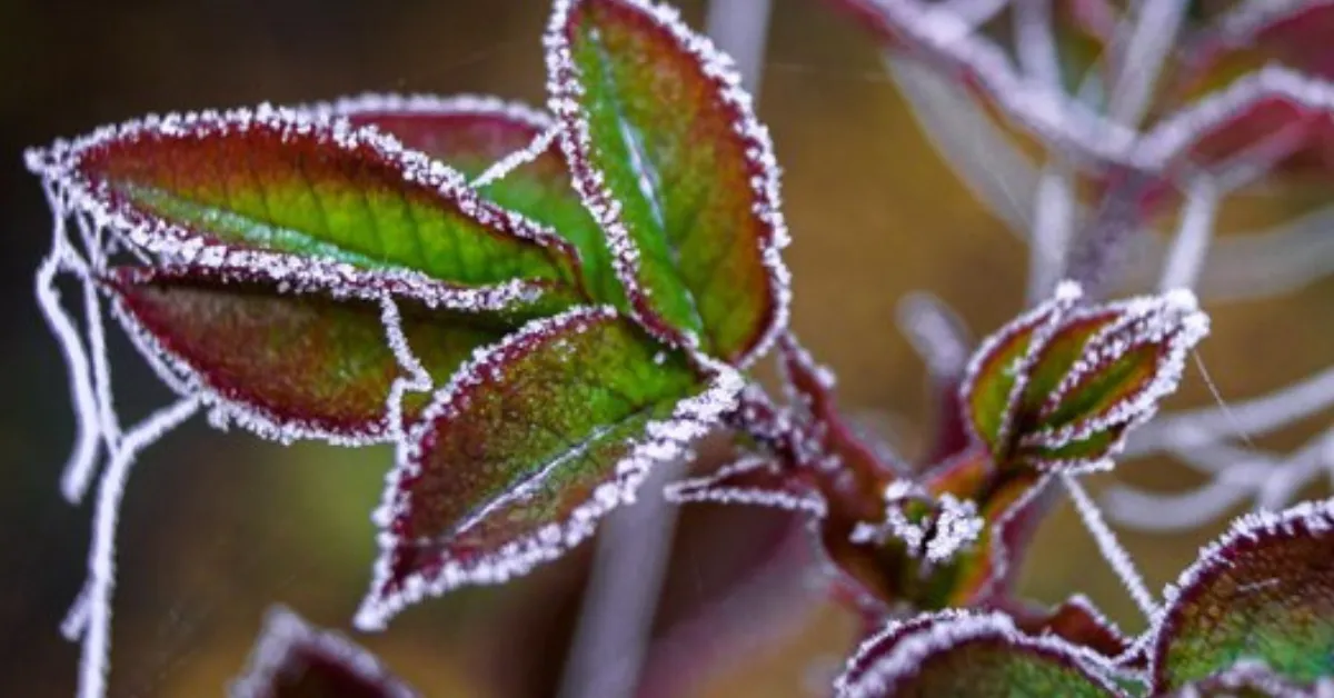 frost protection for urban plants