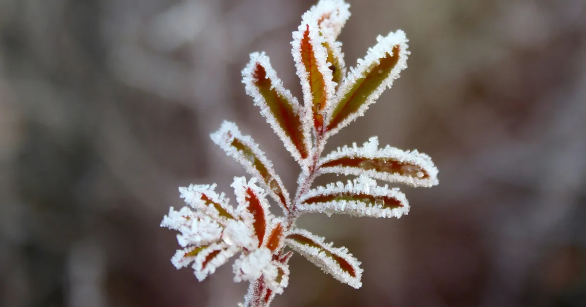 frost protection for urban plants