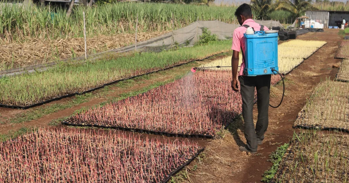 Sustainable rabi season farming