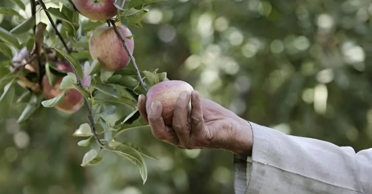 apple harvest