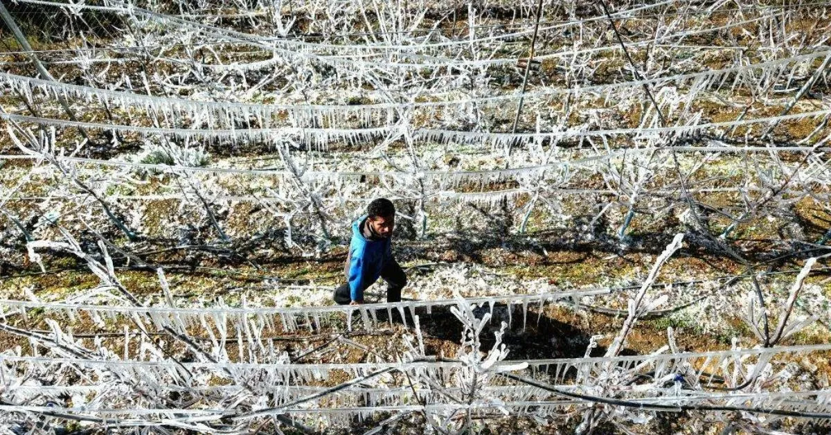 artificial frosting apples