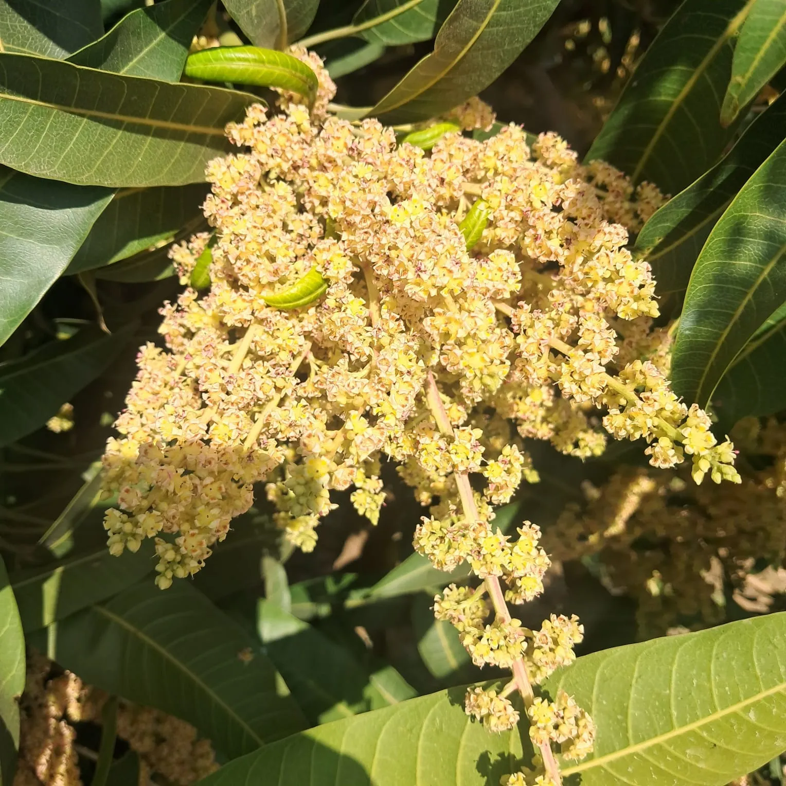 Close up of a mango bloom