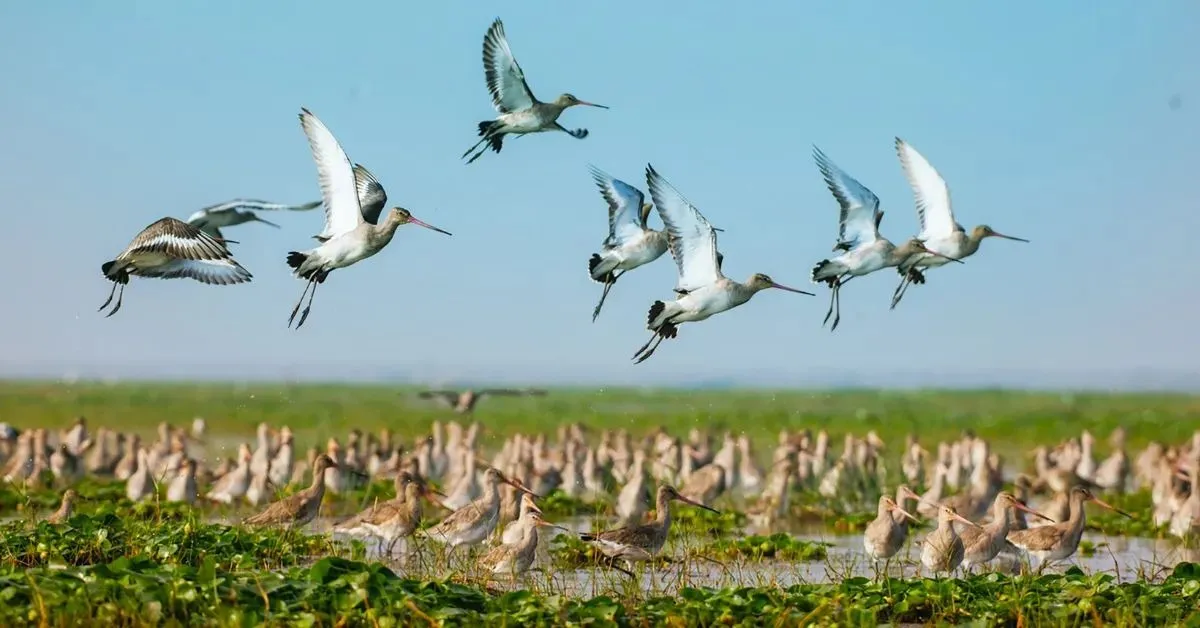 green value chains (4)