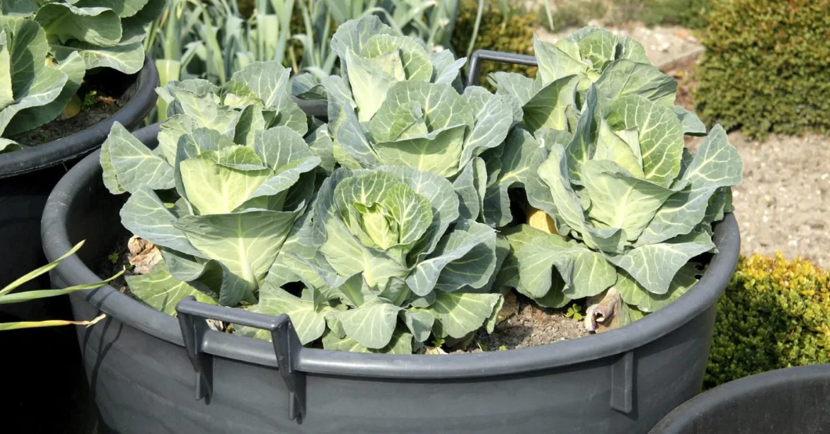 Grow cabbage at home