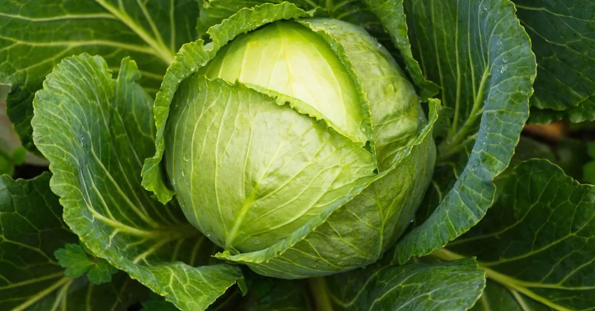 Grow cabbage at home
