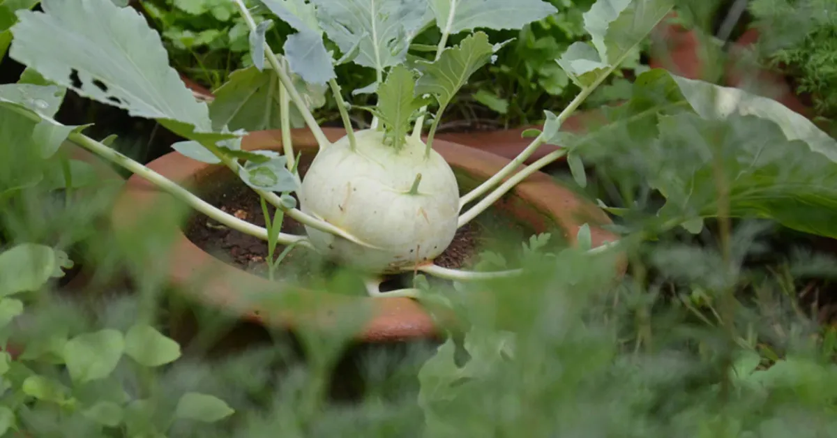Grow cabbage at home