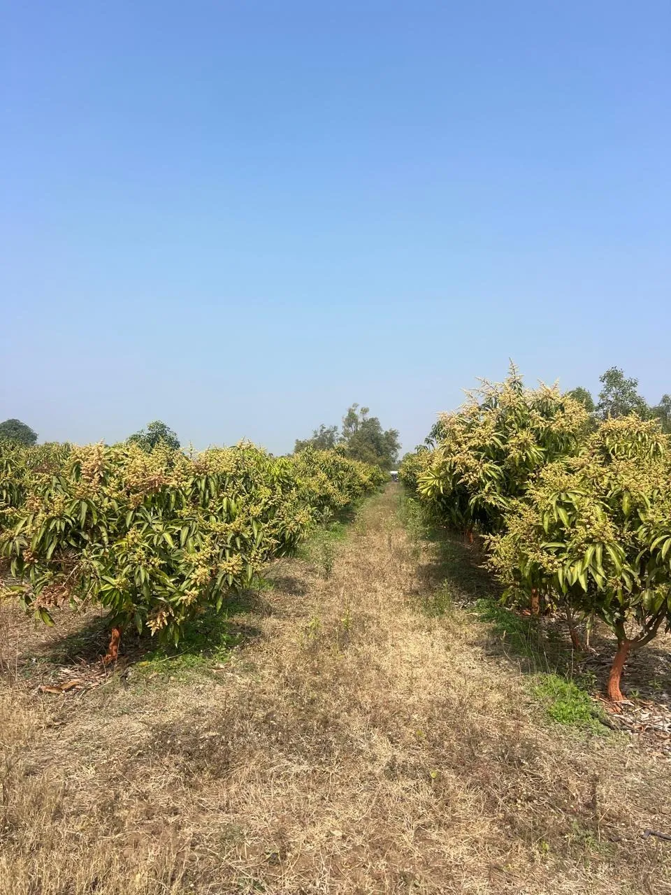 Kesar Orchard