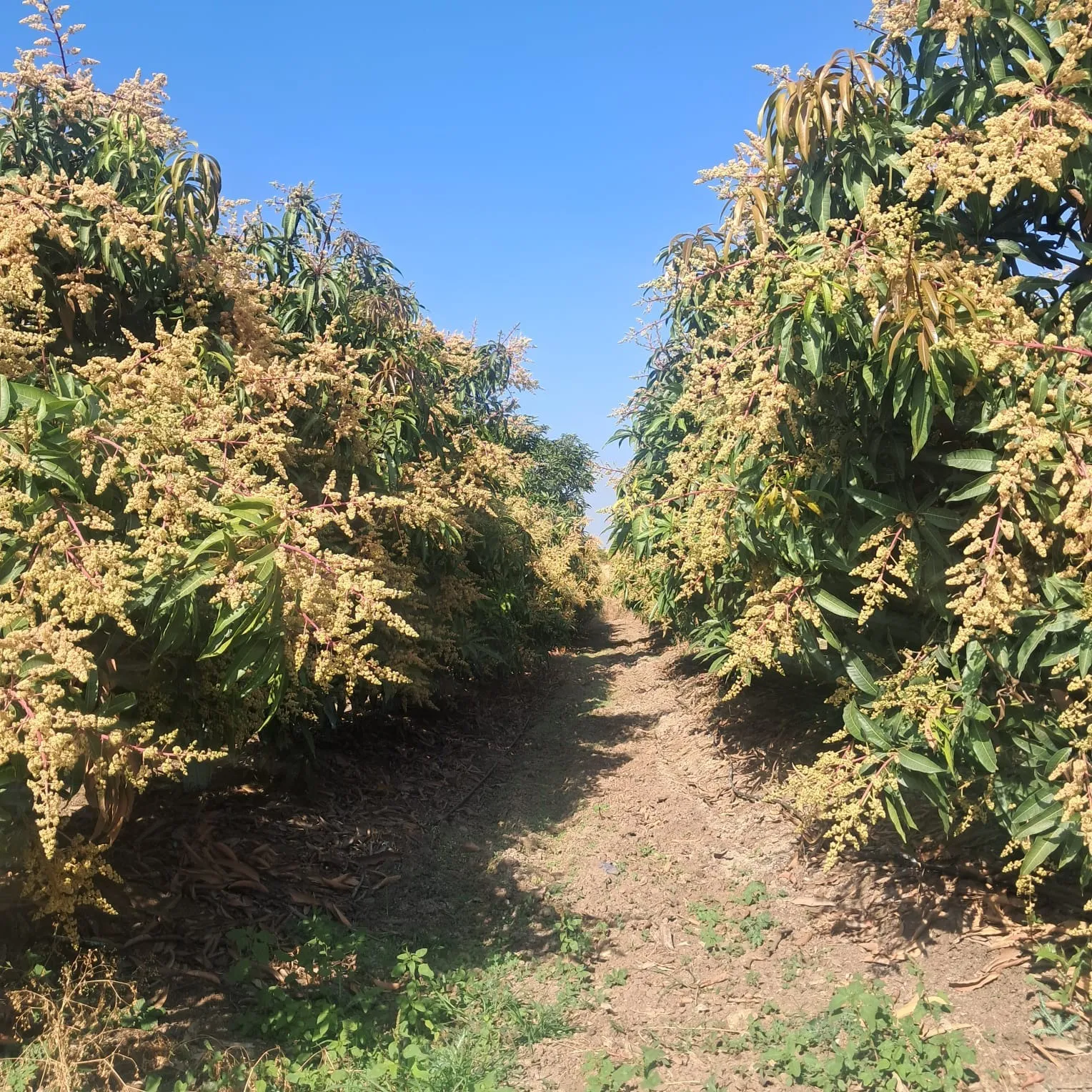 Rows of  Kesar mango trees in an orchard 1