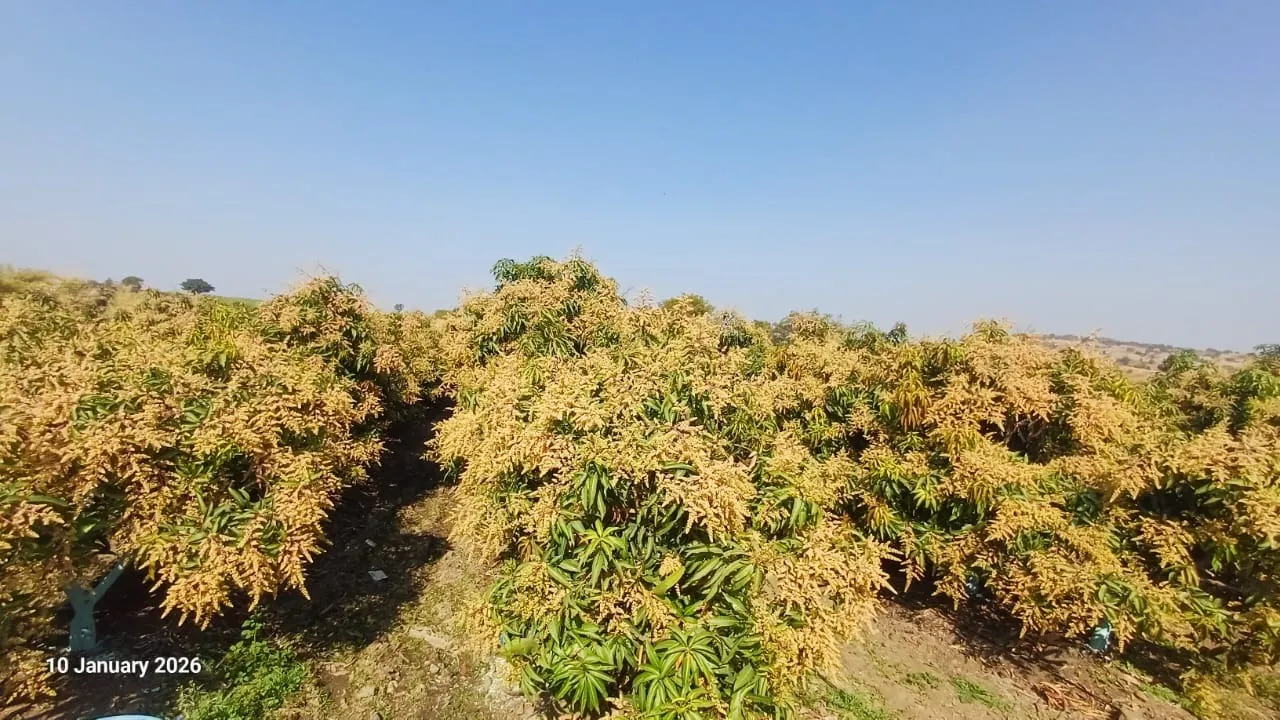 Rows of  Kesar mango trees in an orchard