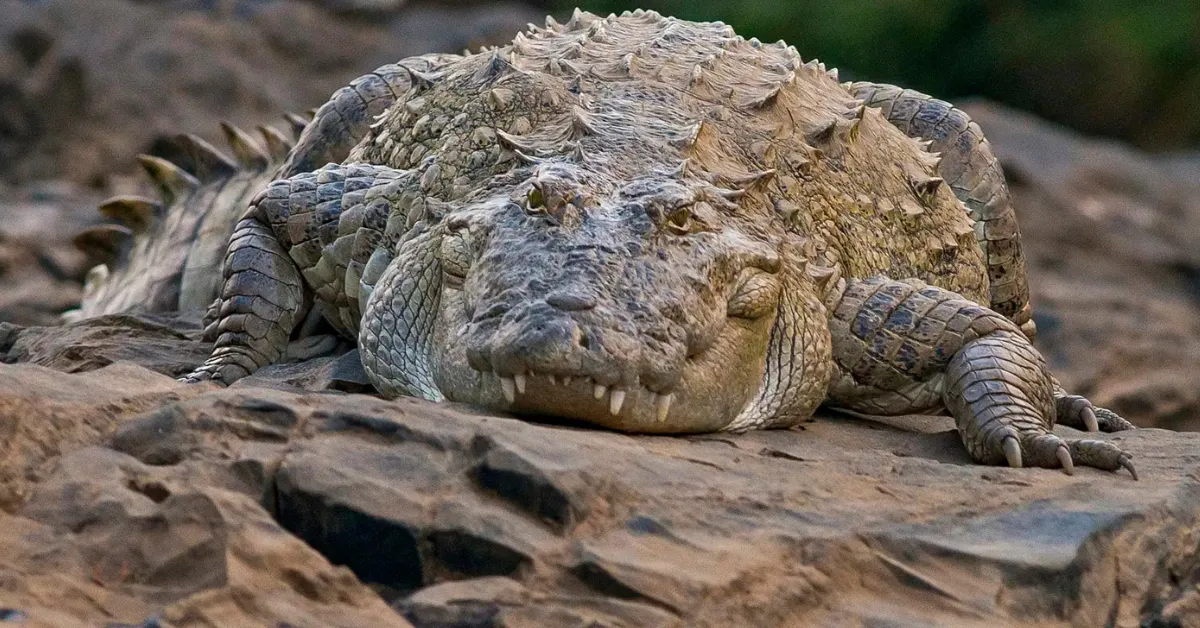 Similipal National Park crocodile population