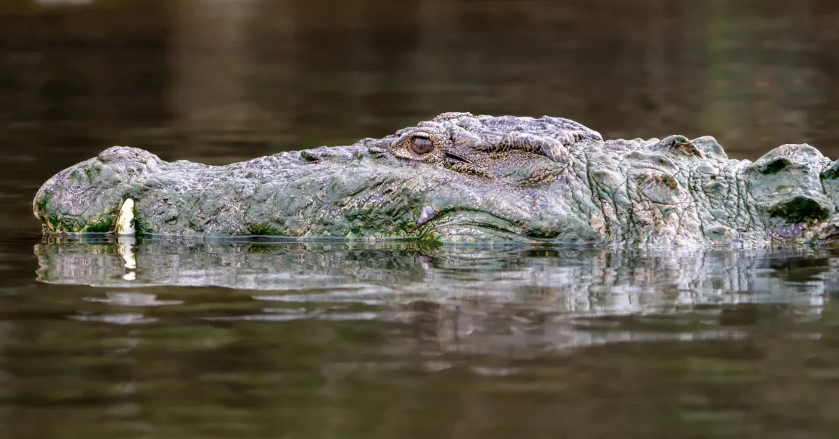 Similipal National Park crocodile population