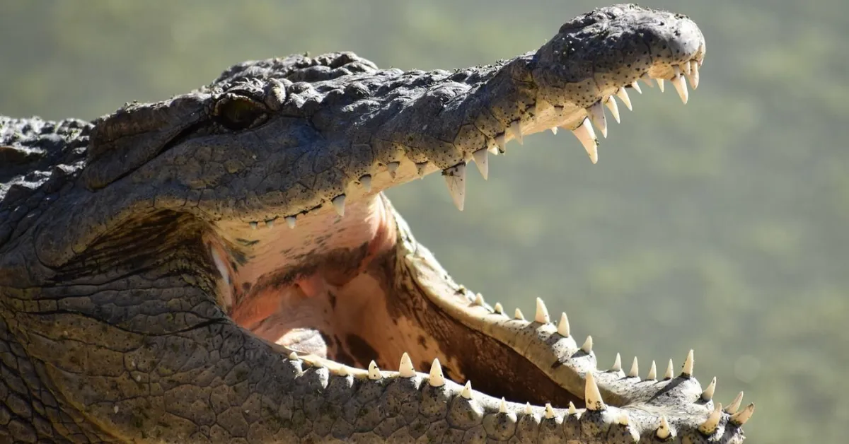 Similipal National Park crocodile population