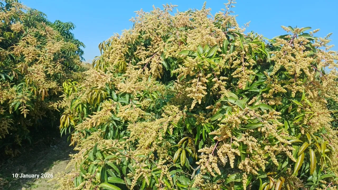 View of a Kesar mango tree with a mosaic of blooms