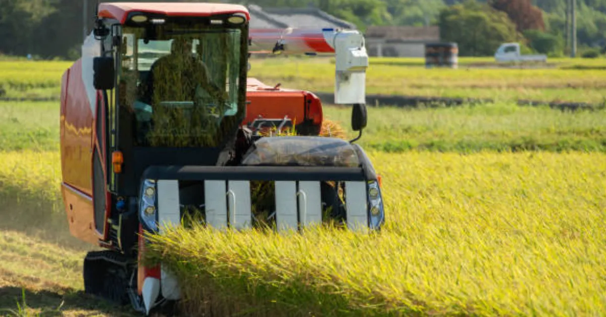 Rice cultivation techniques