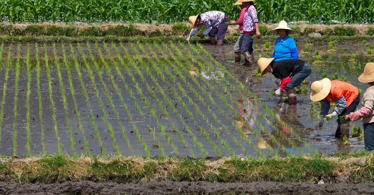 Rice cultivation techniques