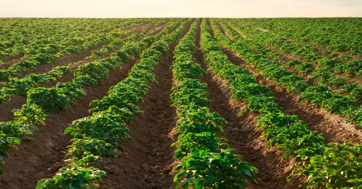 Potato farming guide