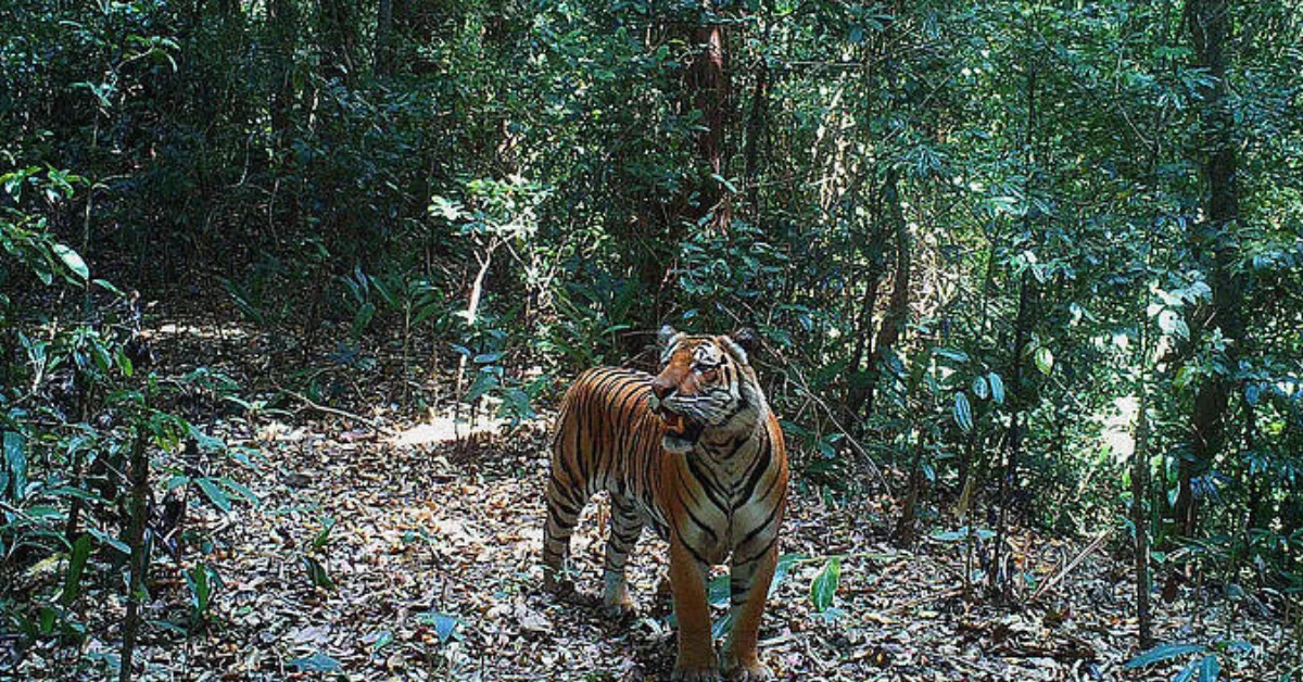Predator-proof houses Uttar Pradesh