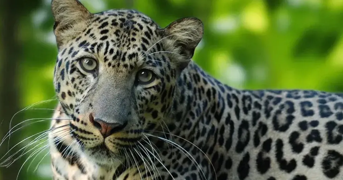 Predator-proof houses Uttar Pradesh