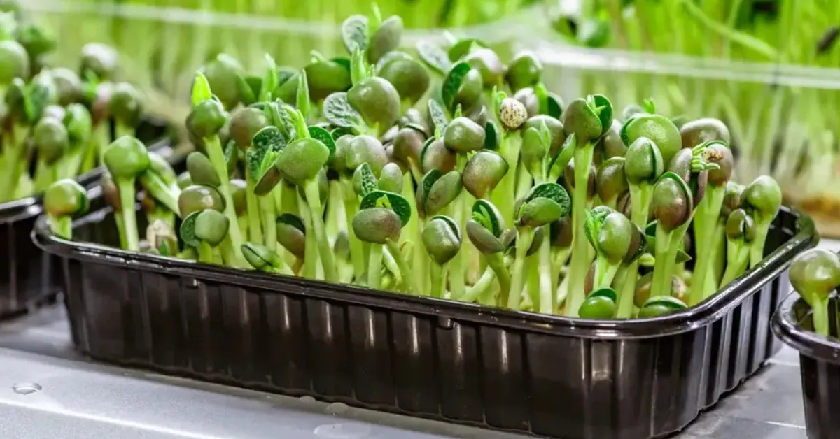 Hydroponic farming guide