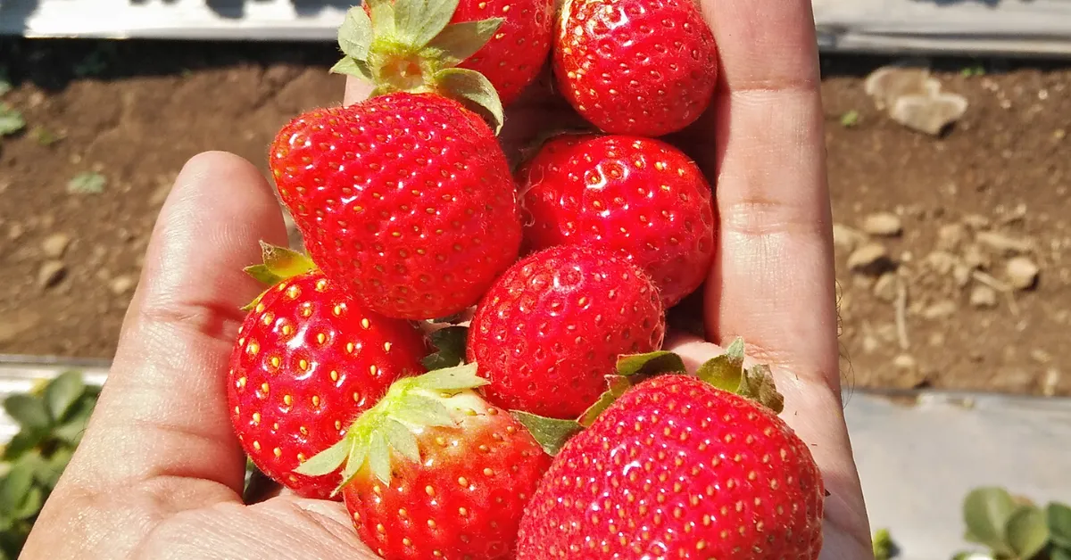 Growing strawberries with kids