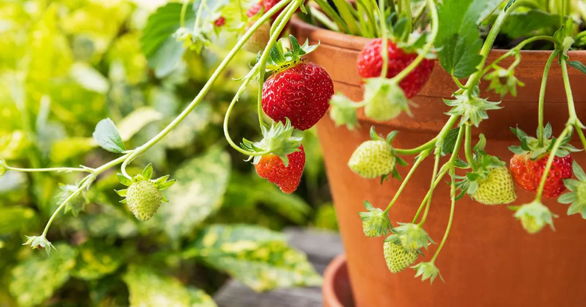 Growing strawberries with kids