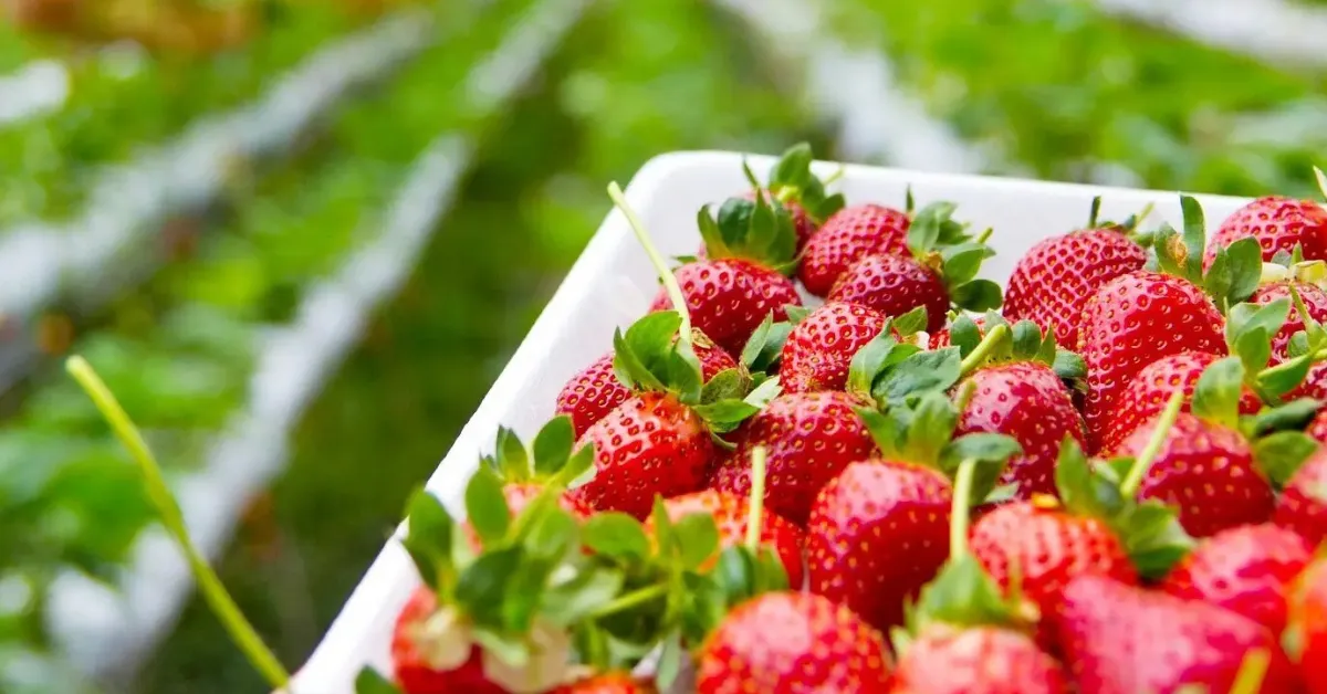 Growing strawberries with kids