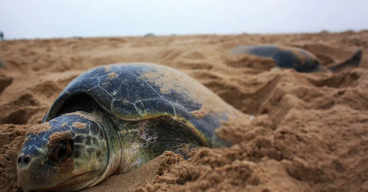 olive ridley sea turtle