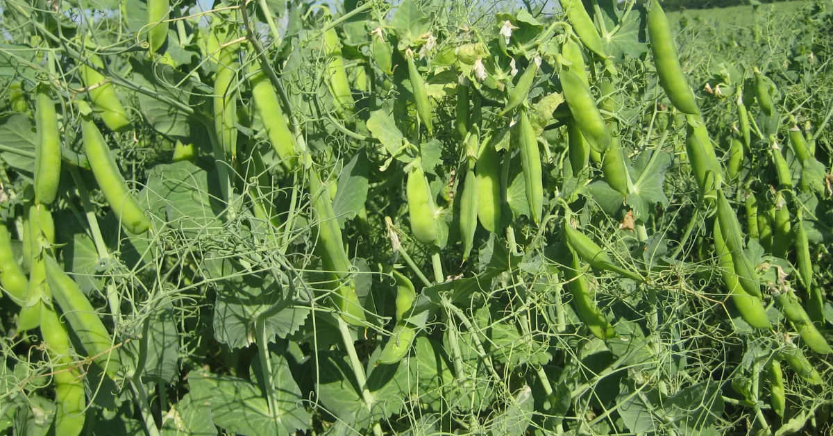 high value winter crops