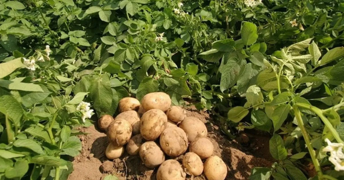 high value winter crops