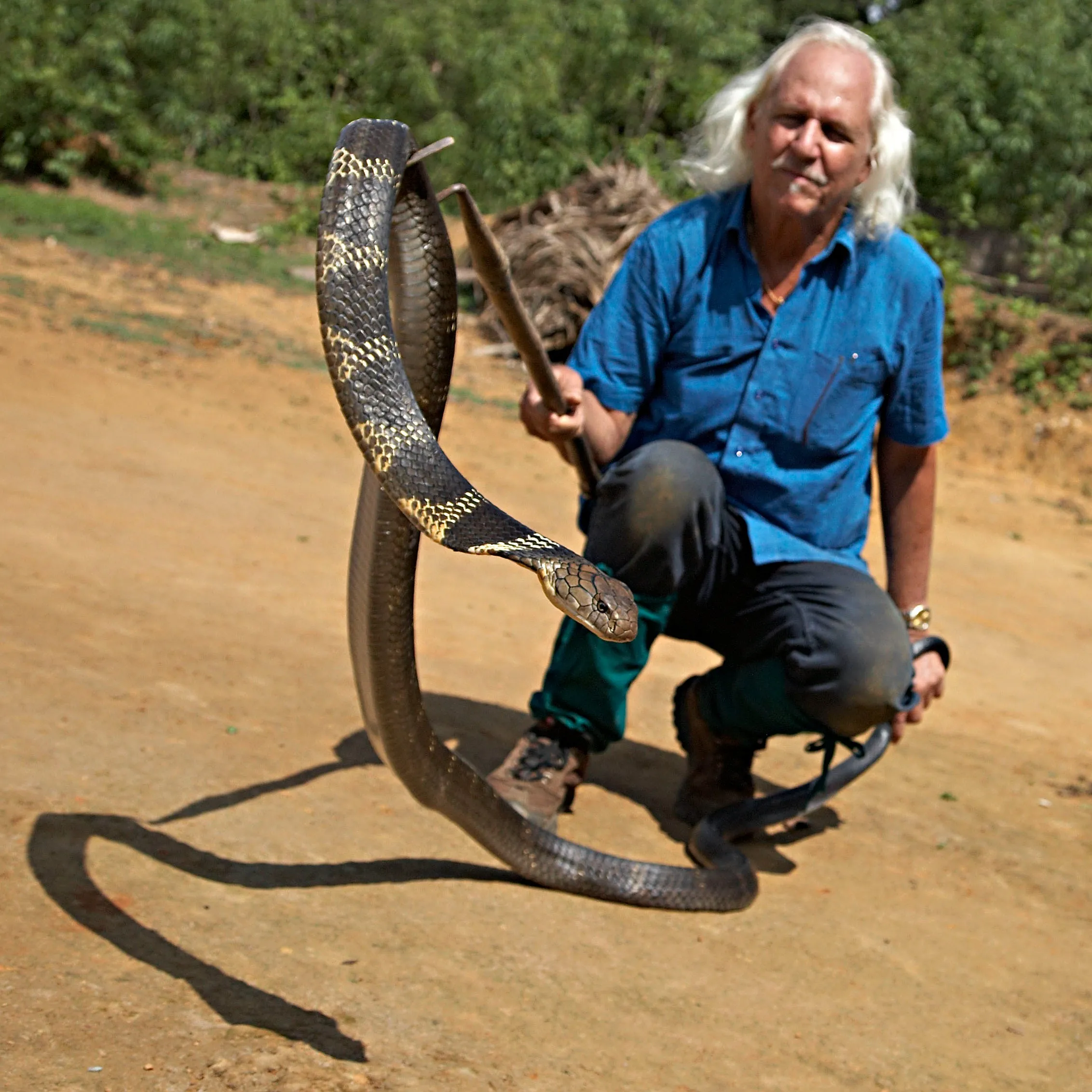 Whitaker has produced over 25 wildlife documentaries, including an Emmy Award&ndash;winning film on king cobras.