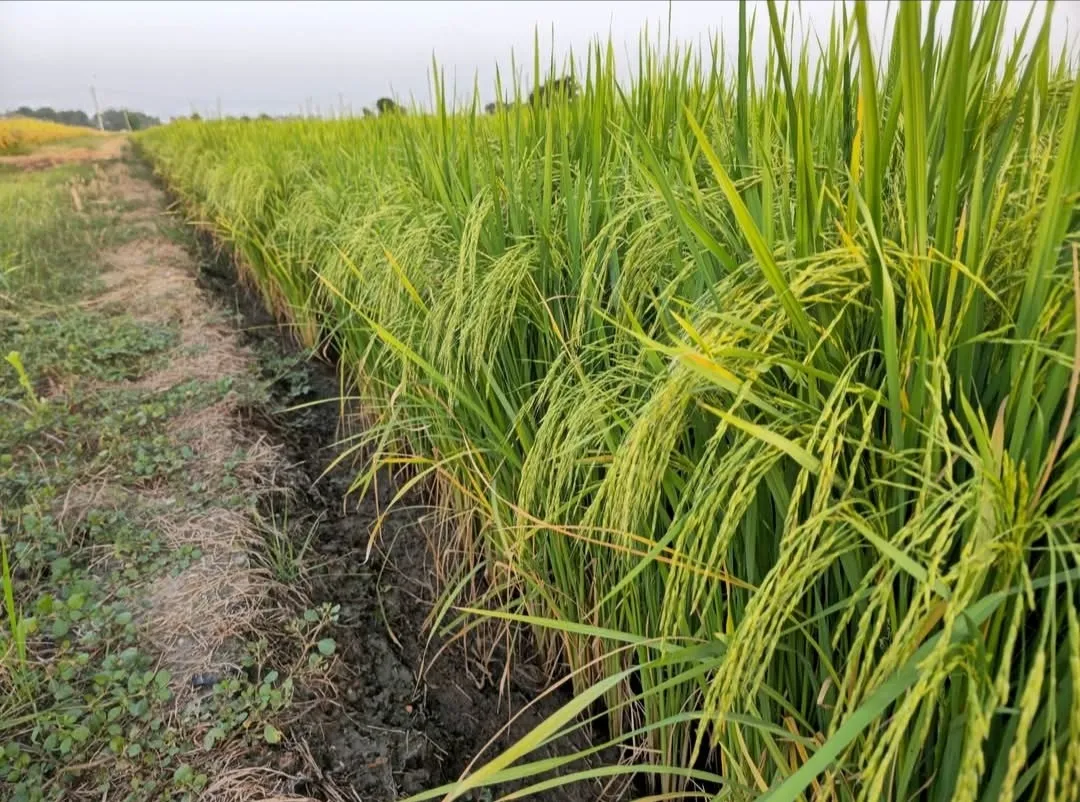 Pusa Basmati 1401, the most popular variety among farmers