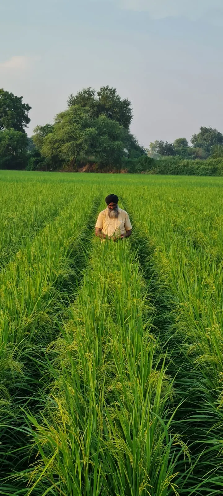 Farmer Pritam Singh. a leading Basmati growers in his fields