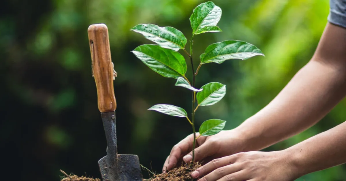 Budget 2026 carbon credits for farmers