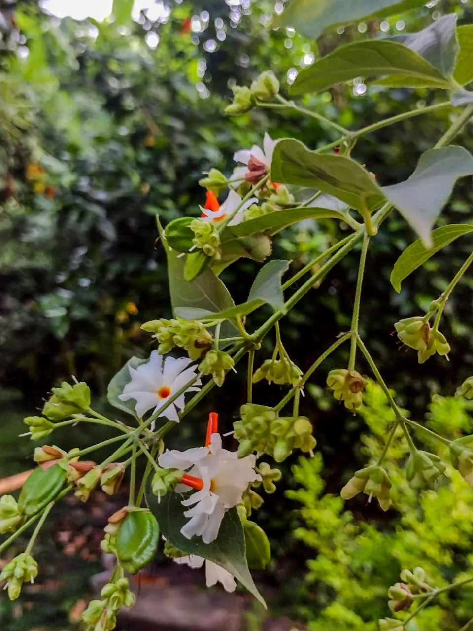 Night Jasmine-Parijat (1)