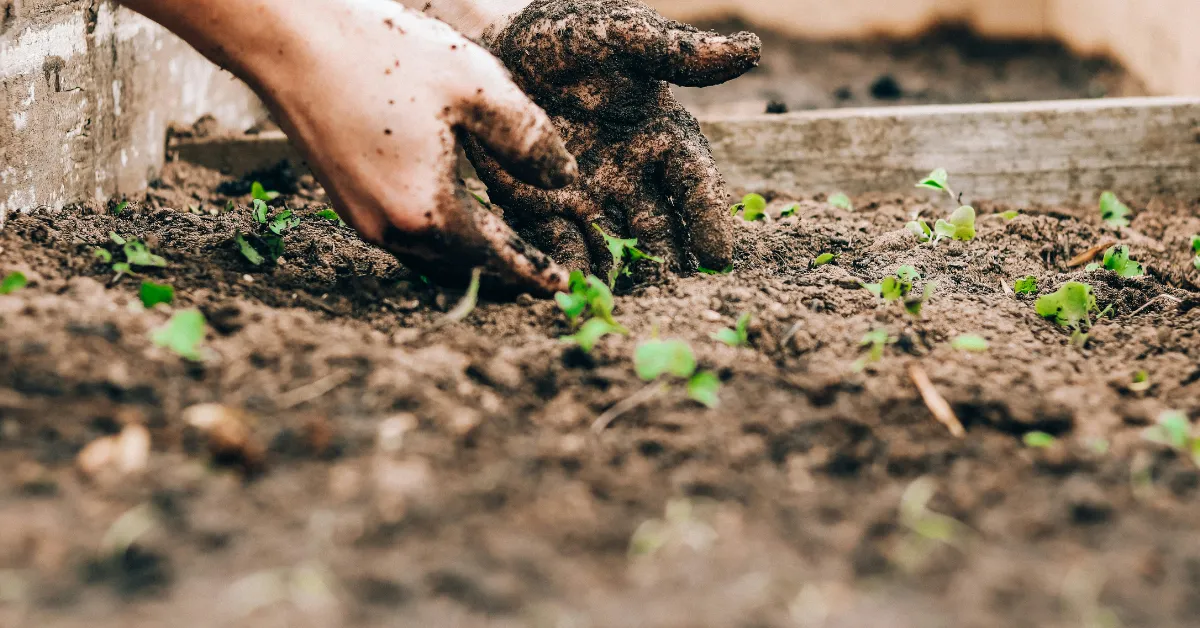 winter garden decoration
