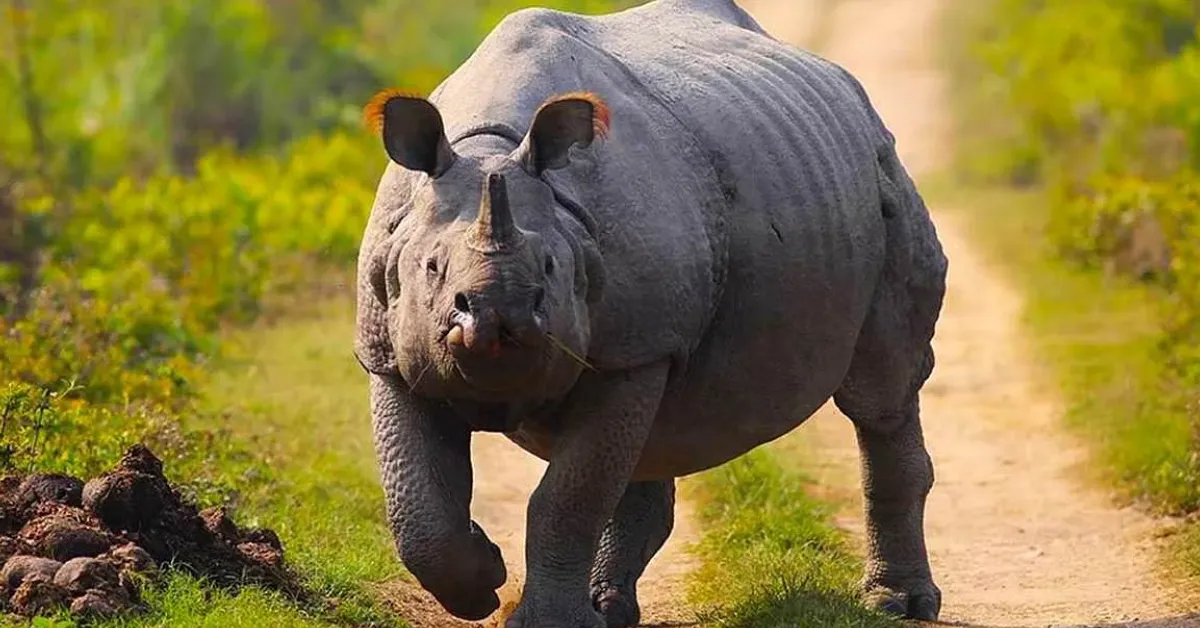 Assam rhino conservation
