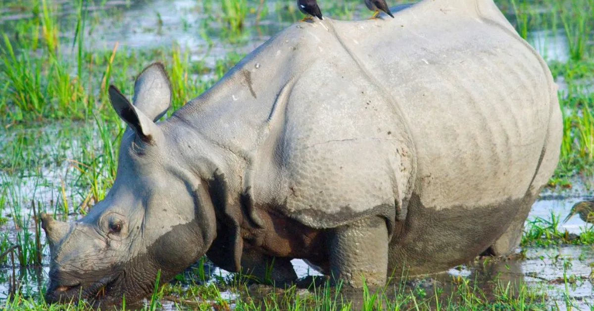 Assam rhino conservation