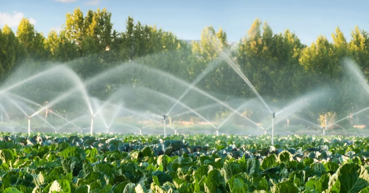 modern pulse farming