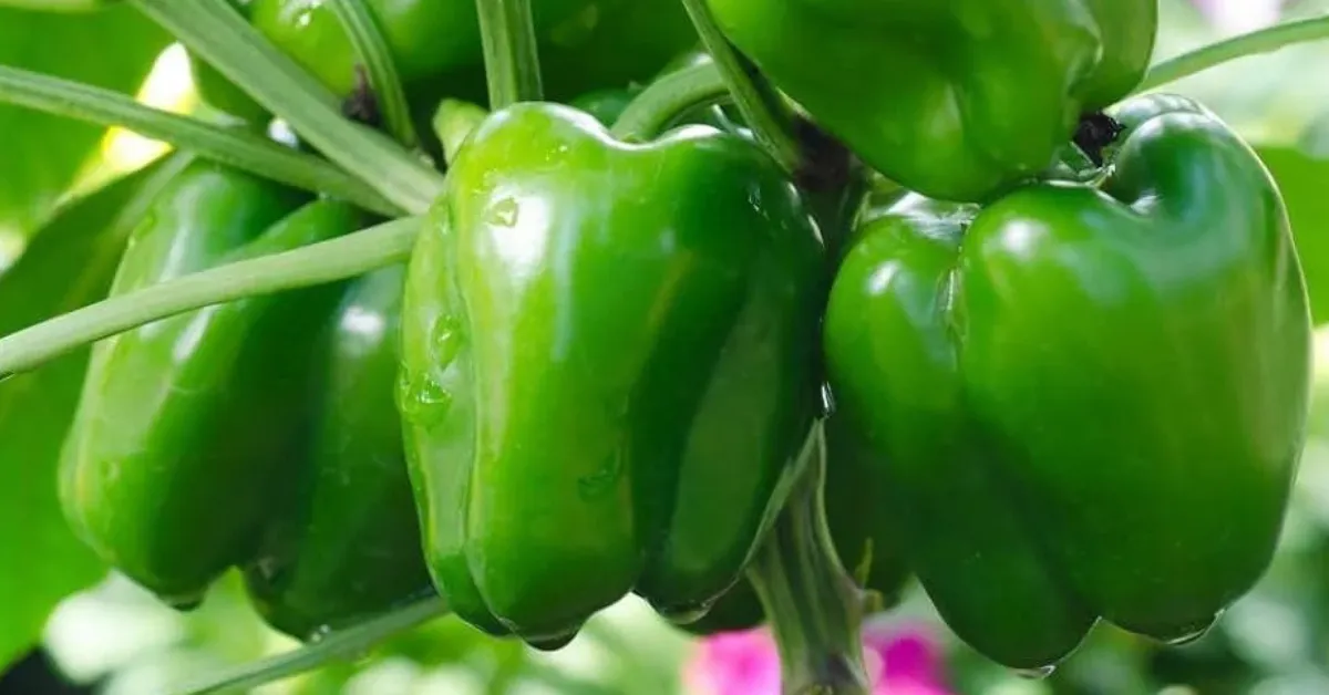 capsicum gardening for kids
